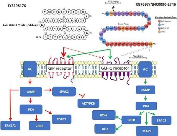 is glp 1 safe for heart patients The Benefits of GLP-1 Therapy: Beyond Weight Loss